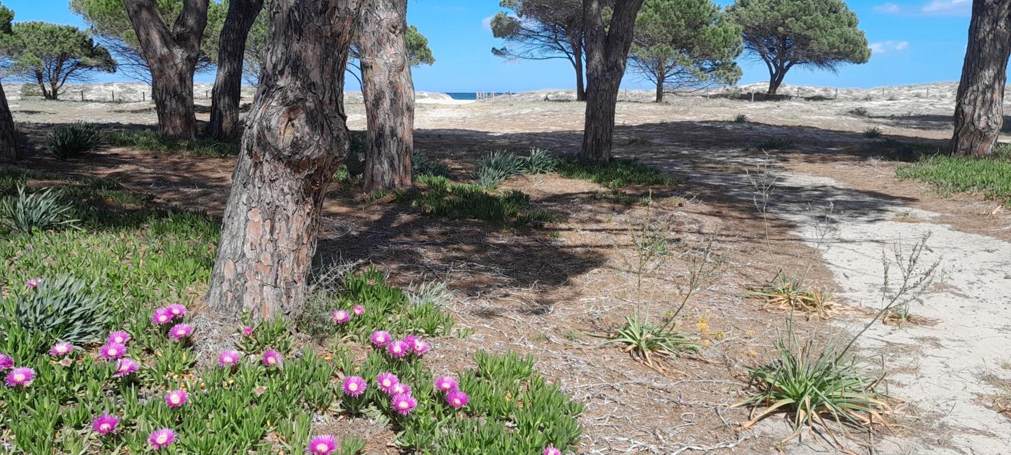 Resort Abbaia Ba Budoni Kültér fotó