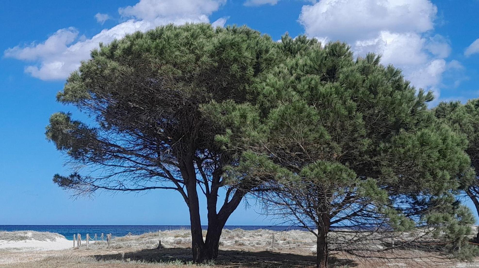 Resort Abbaia Ba Budoni Kültér fotó