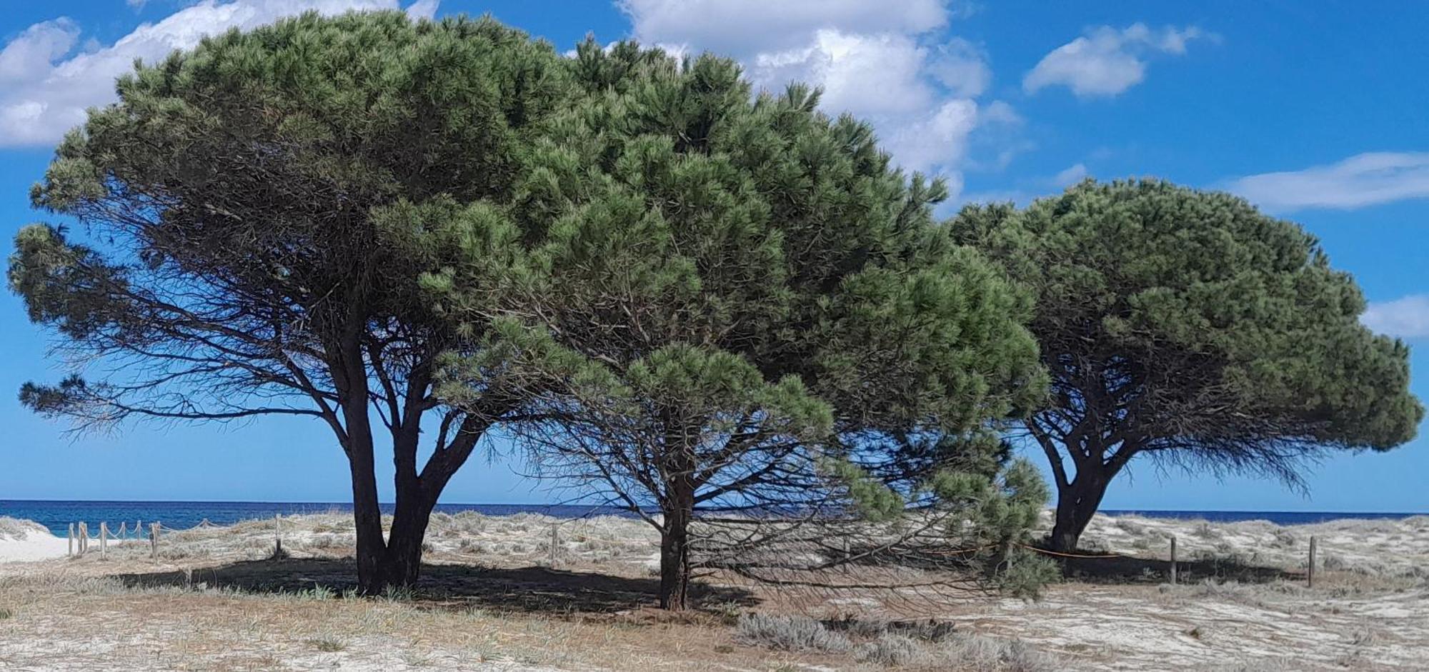 Resort Abbaia Ba Budoni Kültér fotó
